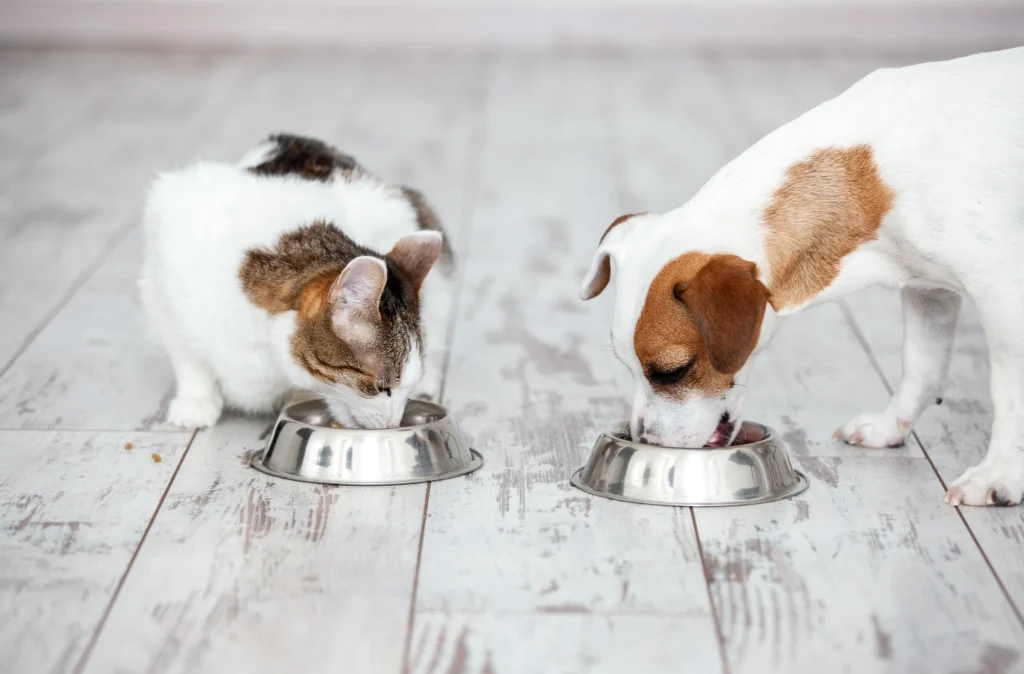 5 Delicious Frozen Cat and Dog Treat Recipes for Happy Pets
