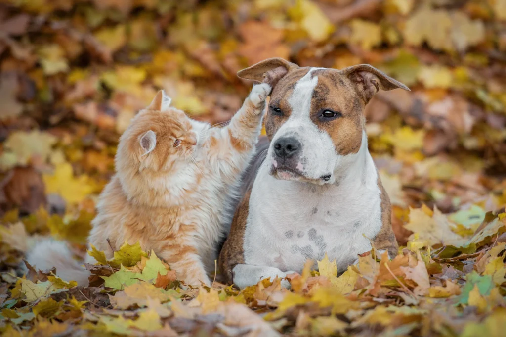 Dog and cat enjoying colorful fall leaves outdoors during an autumn pet adventure