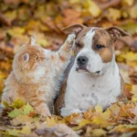 Dog and cat enjoying colorful fall leaves outdoors during an autumn pet adventure